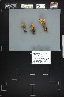 Rhodocollybia butyracea image