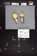 Floccularia luteovirens image