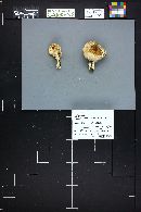 Tricholoma saponaceum image