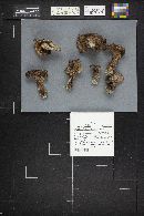 Sarcodon scabrosus image