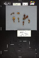 Image Associated With the Occurrence