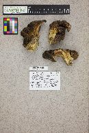 Albatrellus ellisii image