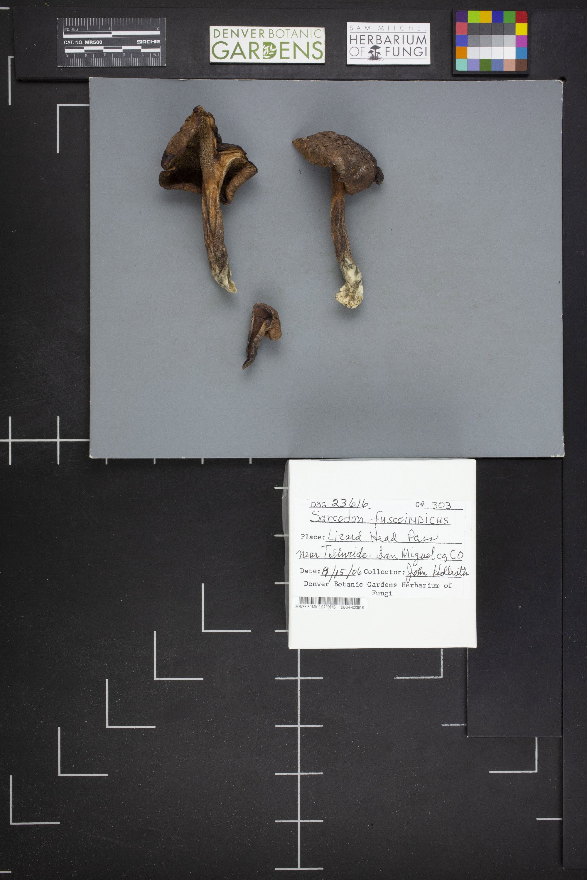 Sarcodon calvatus thumbnail