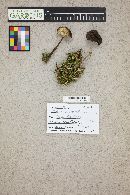 Melanoleuca melaleuca image