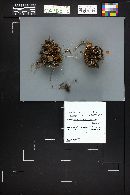 Xeromphalina cauticinalis image