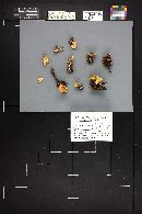 Cystoderma fallax image
