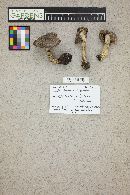 Tricholoma virgatum image