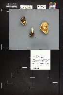 Clitocybe odora image
