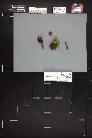 Gymnopus alkalivirens image