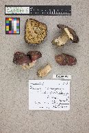 Russula xerampelina image