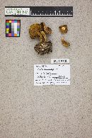 Suillus cavipes image