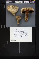 Thumbnail image of current specimen