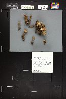 Clitocybe ramigena image