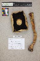 Agaricus cuniculicola image