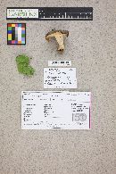 Media resource of Russula firmula
