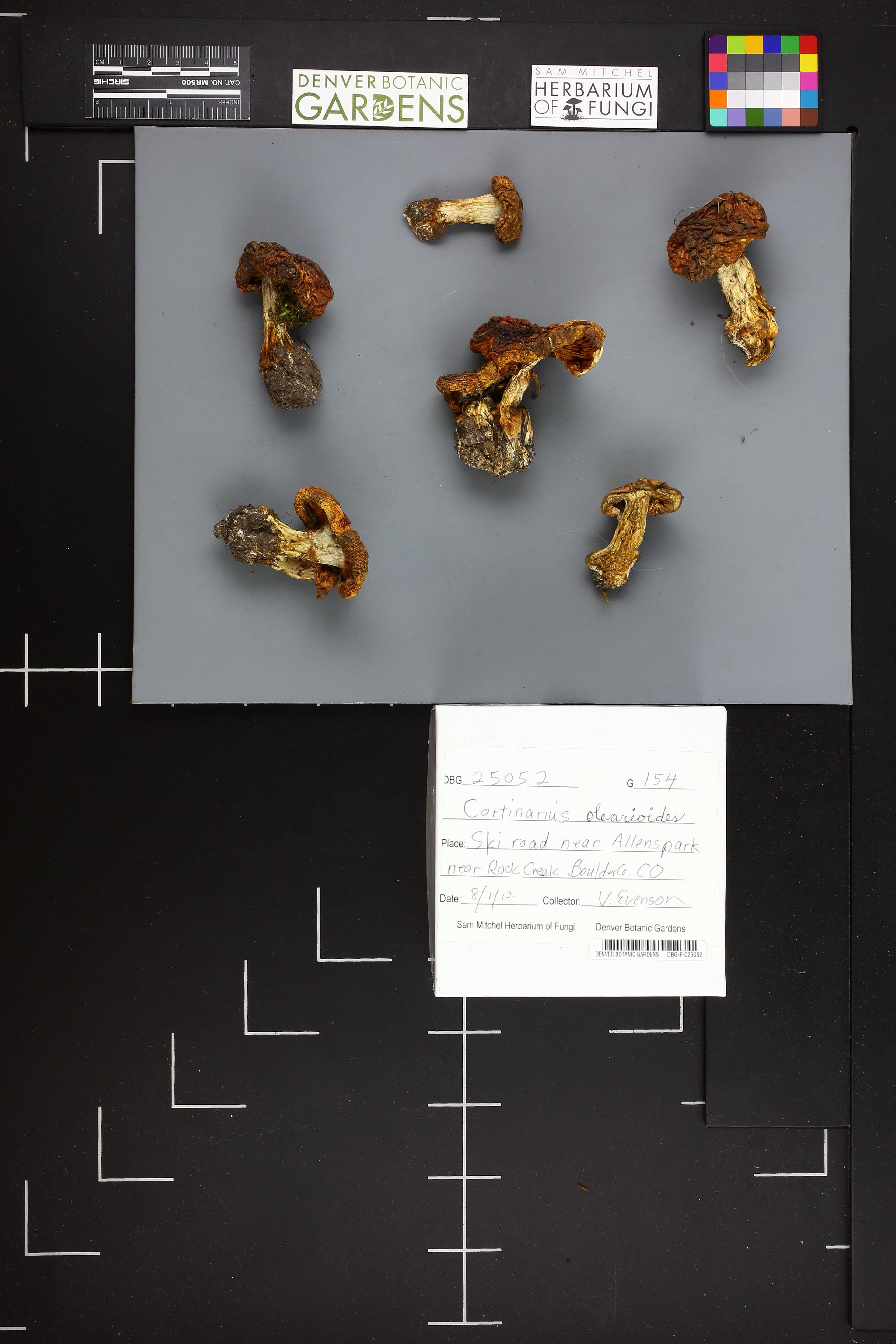 Cortinarius olearioides