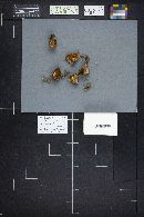 Suillus brevipes image