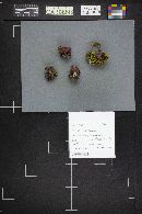 Thumbnail image of current specimen