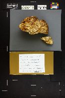 Pleurotus pulmonarius image