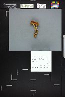 Rhodocollybia maculata image