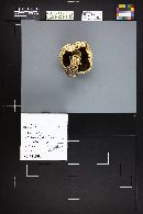 Agaricus crocodilinus image
