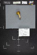 Boletus subtomentosus image