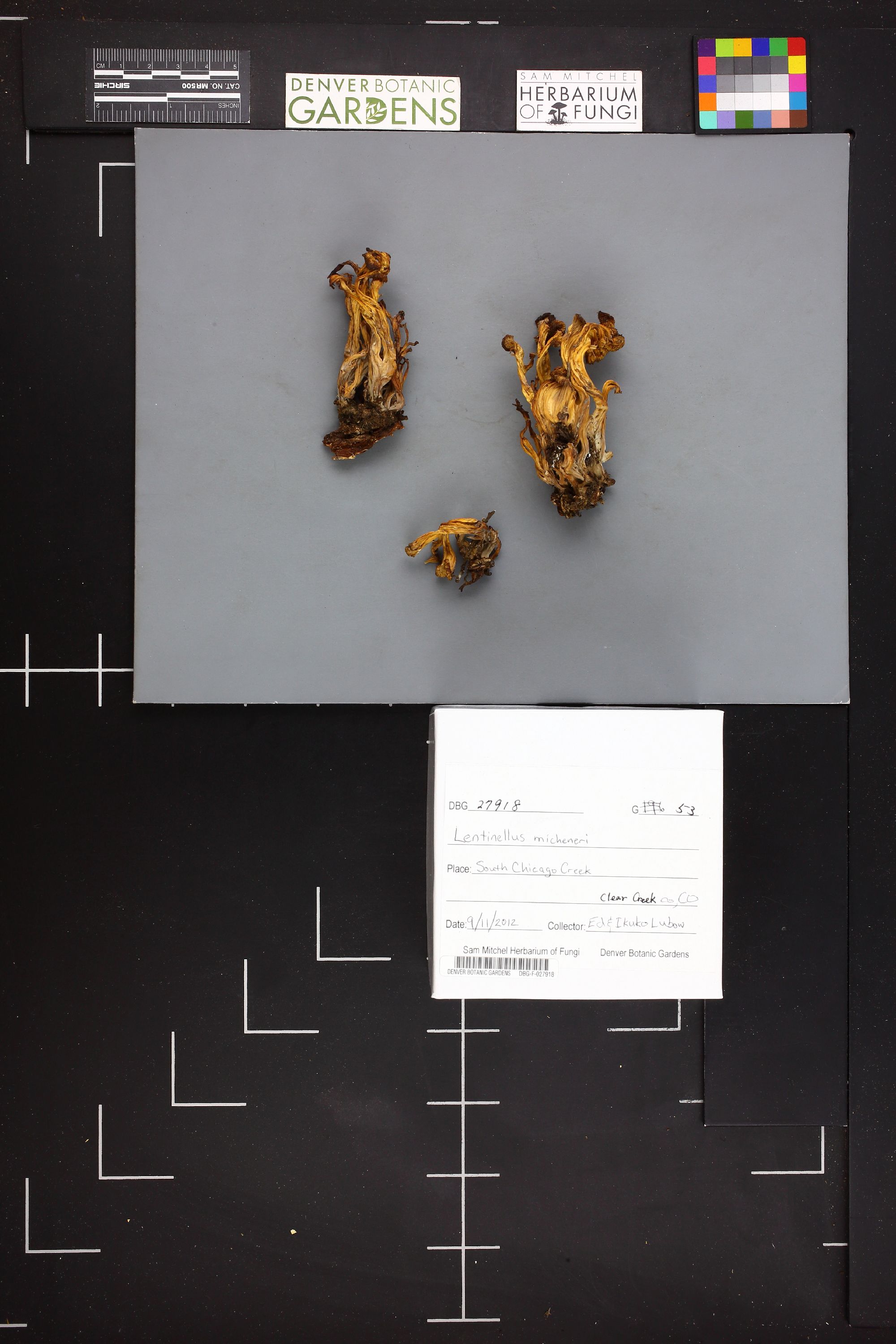 Lentinellus micheneri thumbnail