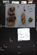 Mycena stipata image