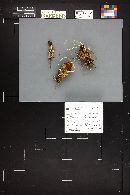 Gymnopus confluens image