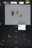 Tricholoma vaccinum image