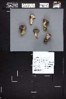 Tricholoma virgatum image