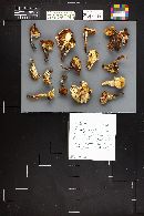 Image Associated With the Occurrence