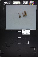 Xeromphalina cauticinalis image