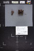 Hydnellum peckii image