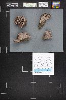 Fomitopsis cajanderi image