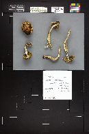 Stropharia hornemannii image