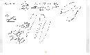 Chroogomphus vinicolor image