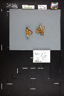 Hypholoma capnoides image