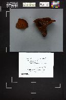 Thelephora terrestris image