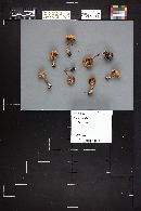 Thumbnail image of current specimen