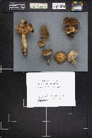 Lactarius helvus image