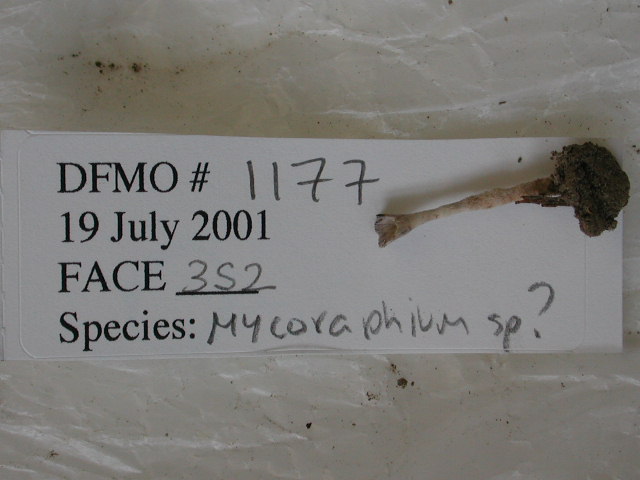 Mycorrhaphium