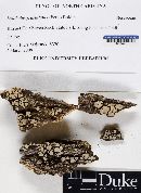 Xylobolus frustulatus image