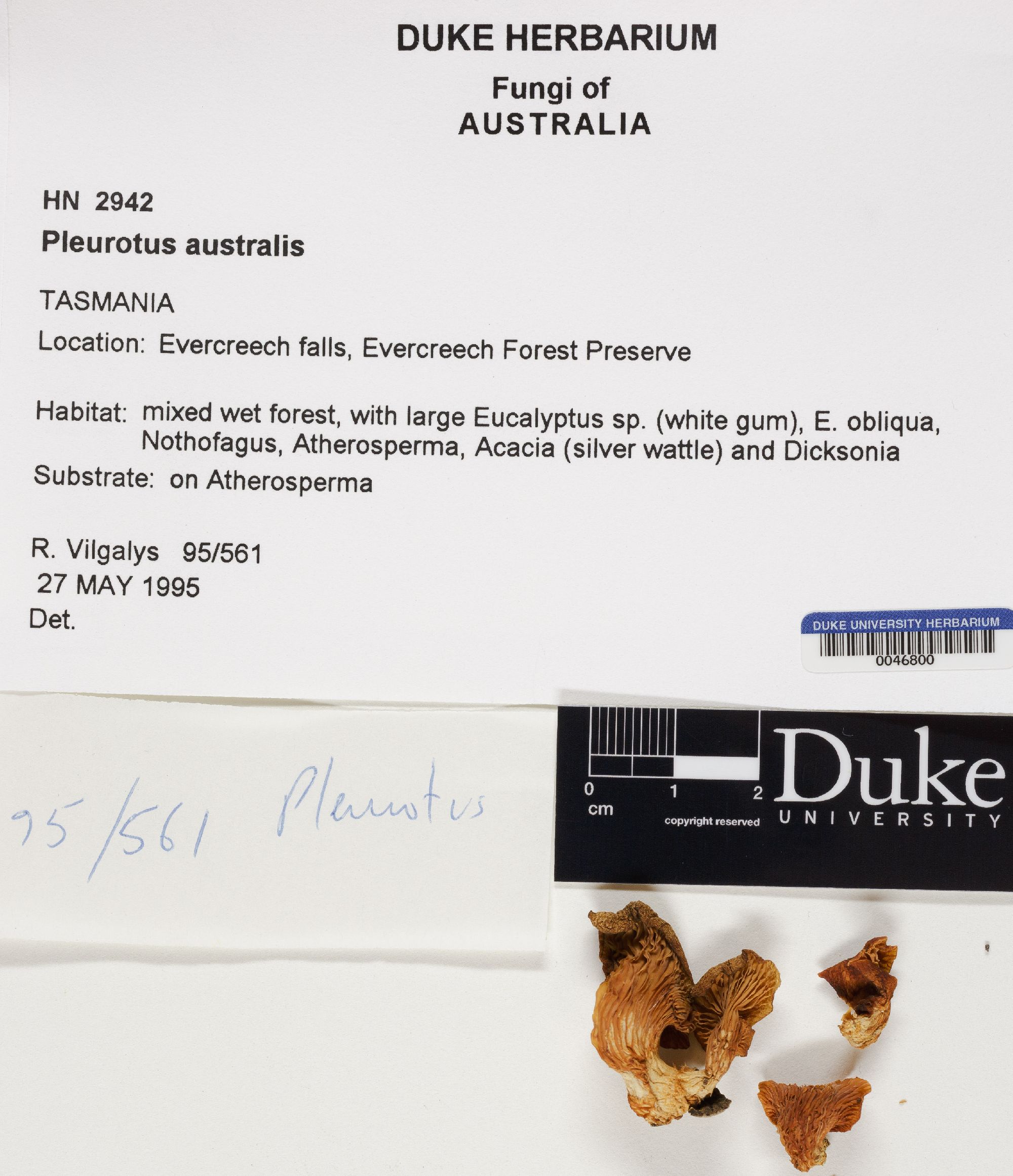 Pleurotus australis thumbnail
