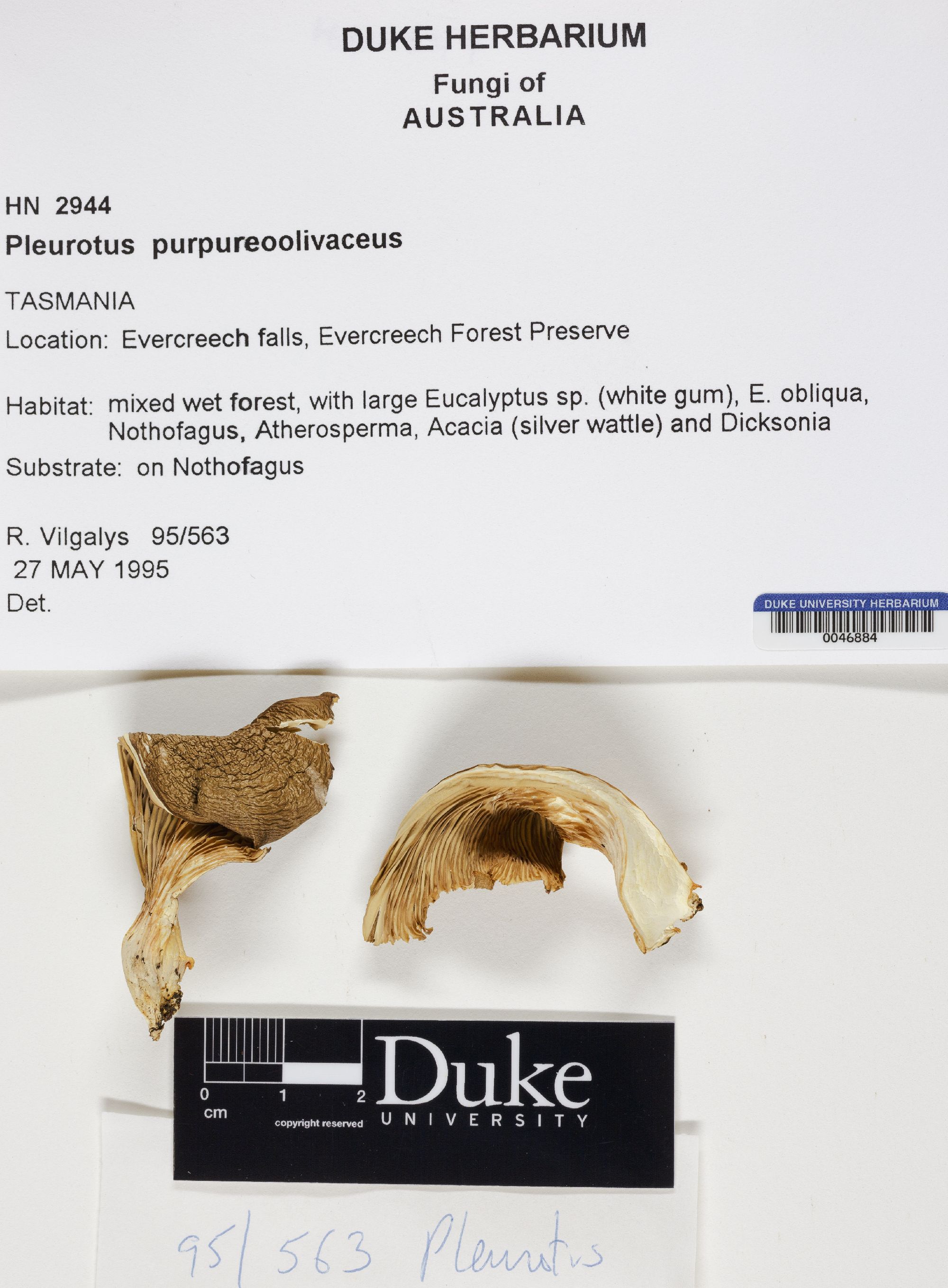 Pleurotus purpureo-olivaceus thumbnail