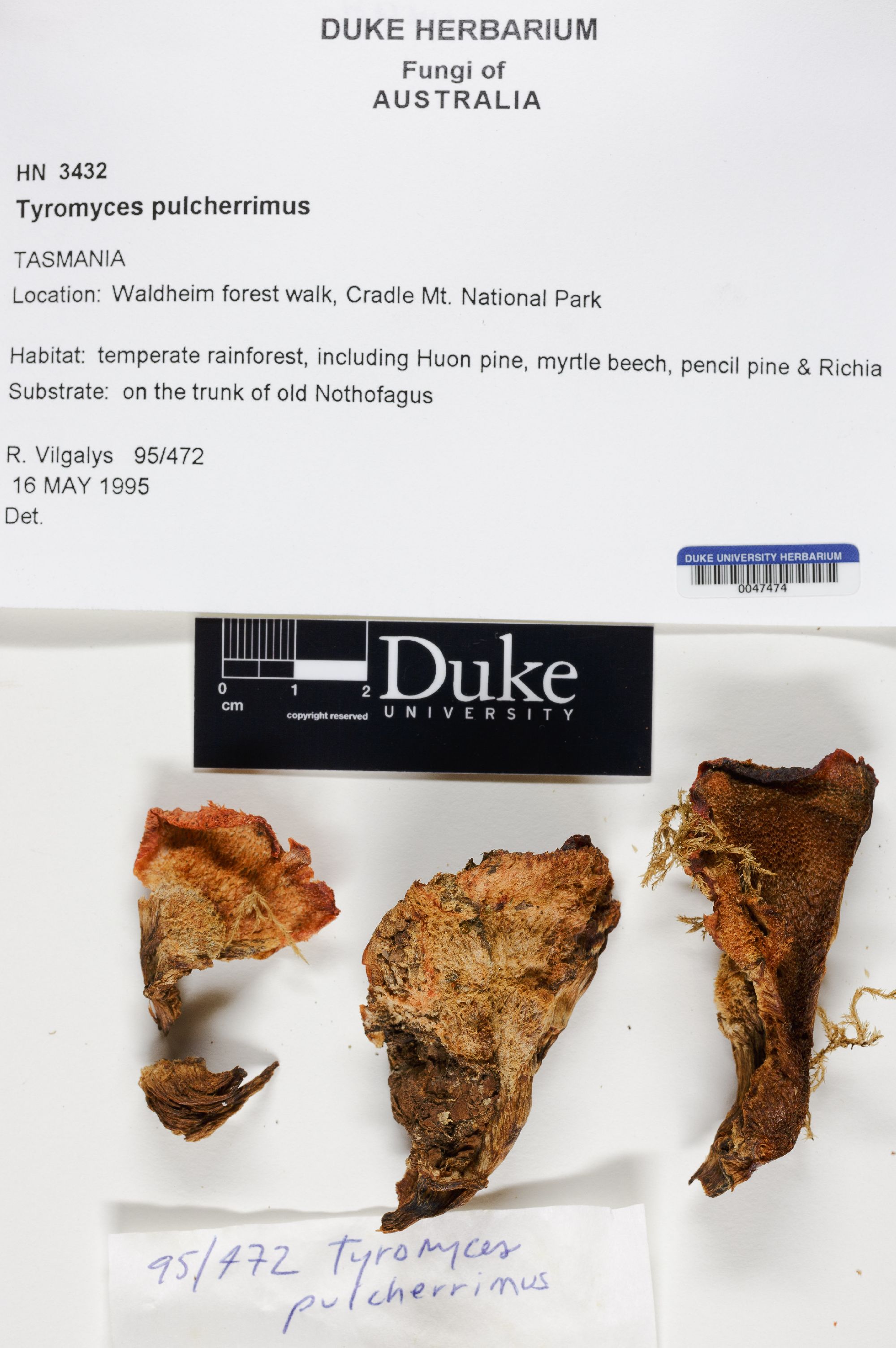 Tyromyces pulcherrimus thumbnail