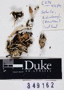 Media resource of Coprinellus sclerocystidiosus