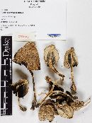 Coprinopsis romagnesiana image