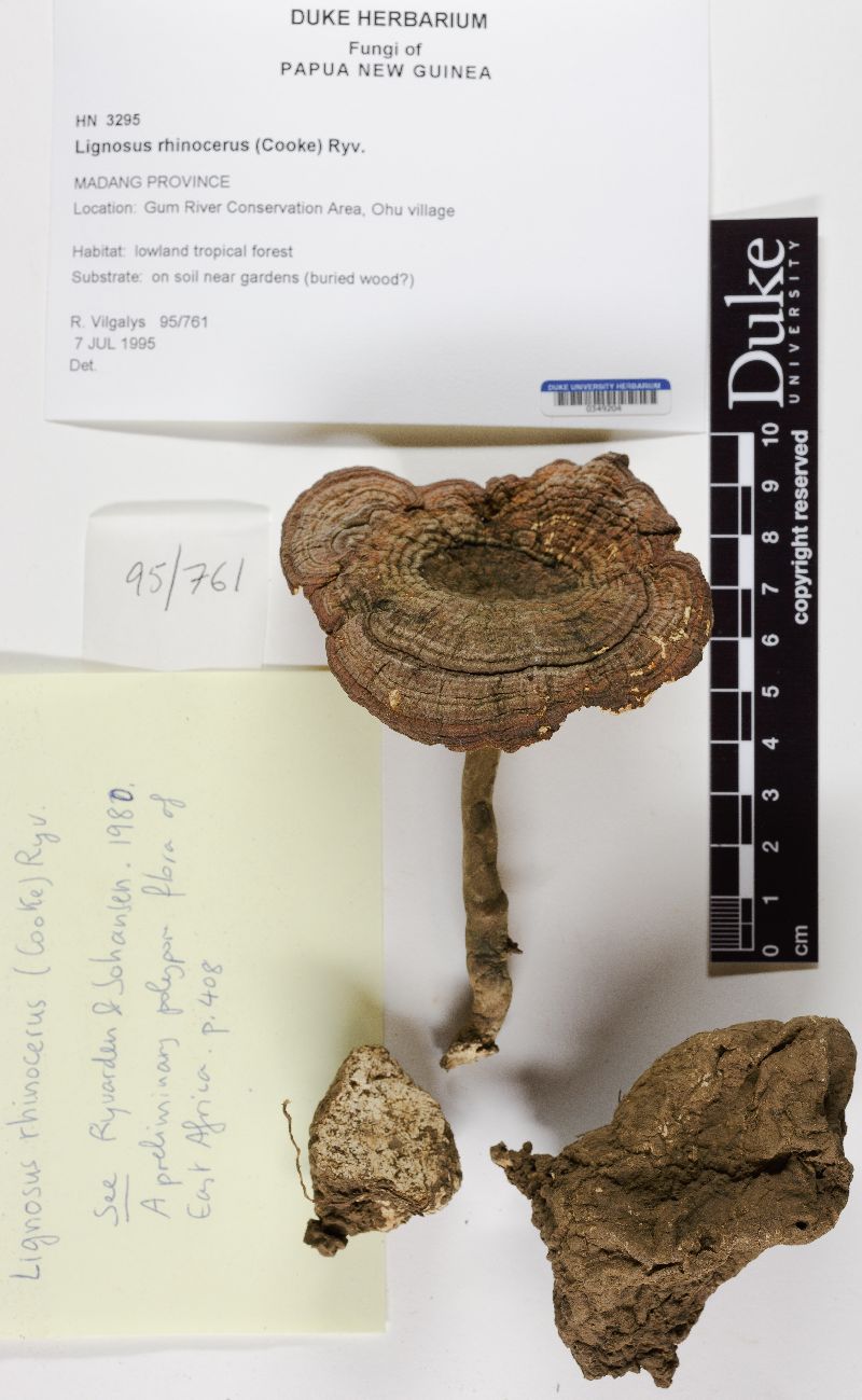 Lignosus rhinocerus image