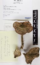 Media resource of Lignosus rhinocerus